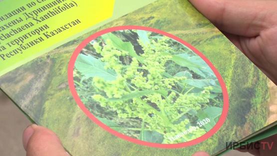 Ядовитая трава: в Павлодарской области выпустили памятки по борьбе с циклахеной